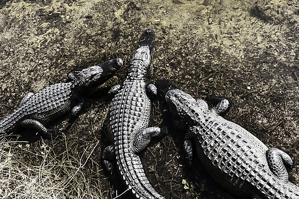 포토 JPG 해외이미지 동물 호수 야생동물 파충류 자연 동물원 국립공원 저울 사람없음 강 미국 일몰 위험 사파리 육식동물 악어 사냥꾼 남쪽 내추럴 힘찬 플로리다 해외202004 해외포토 직업 공원 컨셉 북아메리카 노을 방향 생태계 파일형식 이미지허브