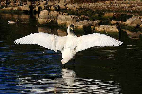포토 JPG 해외이미지 주간 한마리 호수 사람없음 백조 해외202004 해외포토 자연요소 1 조류 파일형식 이미지허브