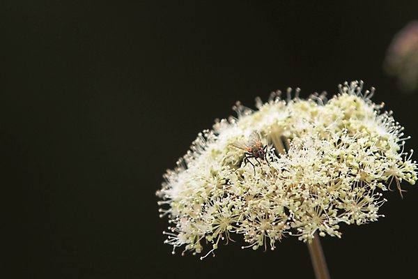 포토 JPG 해외이미지 꽃 노르웨이 사람없음 여름 해외202004 해외포토 식물 계절 유럽 파일형식 이미지허브