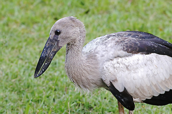 포토 JPG 해외이미지 나무 동물 여자 남자 아시아 얼굴 야생동물 백그라운드 날개 자연 조류 사람없음 야외 목재 가로 초록색 컬러풀 머리 환경 나뭇가지 막대기 닫기 숲 깃털 꼬리 부리 서식지 생태학 이국적 황새 해외202004 해외포토 식물 교육 나라 컬러 재료 모션 사람 신체부위 생태계 파일형식 이미지허브