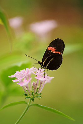 포토 JPG 해외이미지 식물 동물 계절 공원 꽃잎 꽃 아시아 나비 곤충 백그라운드 잎 꽃무늬 자연 안테나 사람없음 빛 컬러풀 귀여움 정원 봄 활발 우아함 닫기 묘사 생물학 내추럴 동물상 무료 해외202004 해외포토 공공시설 교육 나라 컬러 컨셉 무늬 통신 모션 조형물 생태계 파일형식 이미지허브