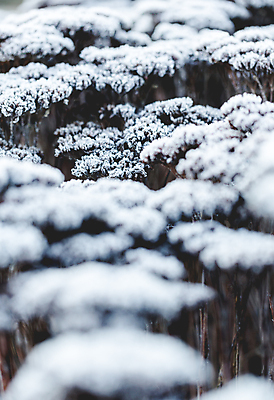 포토 JPG 해외이미지 식물 계절 공원 백그라운드 잎 겨울 자연 아침 날씨 프레임 사랑 풍경 사람없음 야외 정원 얼음 검은색 젖음 추위 덮개 가을 흰색 나뭇가지 신선 닫기 소프트포커스 숲 시원함 브레이크 크리스탈 관목 가득함 질감 서리 시들음 내추럴 눈내림 현실 해외202004 해외포토 주간 자연요소 나무 공공시설 감정 컬러 모션 눈_날씨 촬영기법 뚜껑 광석 생태계 파일형식 이미지허브