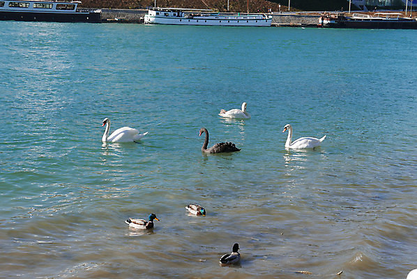 포토 JPG 해외이미지 건축양식 오리 파노라마 사람없음 건물 강 도시 역사 재산 백조 리옹 해외202004 해외포토 건축물 건축 조류 촬영기법 금융 파일형식 이미지허브
