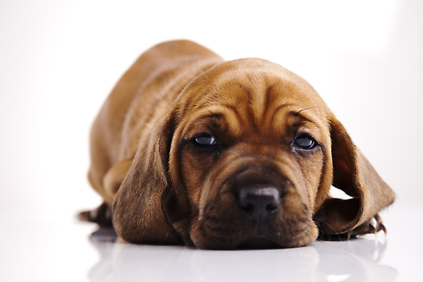 포토 JPG 해외이미지 한마리 반려견 새끼 엎드리기 실내 근접촬영 사람없음 반려동물 귀여움 강아지 닥스훈트 흰배경 해외202004 해외포토 동물 1 뷰포인트 백그라운드 컨셉 모션 내부 흰색 개 파일형식 이미지허브