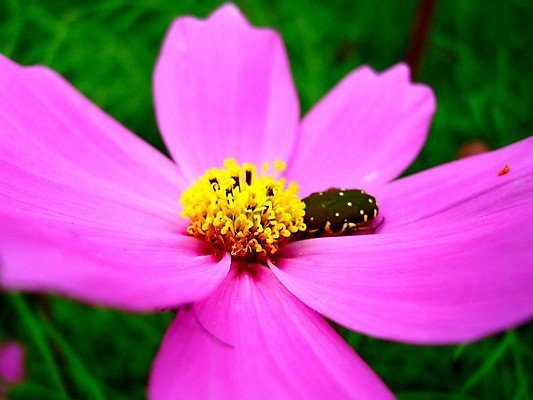 포토 JPG 해외이미지 식물 꽃잎 꽃 분홍색 꽃무늬 오렌지 자연 국화 사람없음 빨간색 여름 세트 컬러풀 장미 노란색 보라색 봄 활발 벚꽃 흰색 신선 개화 그룹 난초 변화 선택 백합 자르기 수집 달리아 제비꽃 묘사 코스모스 데이지 붓꽃 고립 섞기 아욱 많음 피튜니아 해외202004 해외포토 계절 컬러 컨셉 무늬 과일 모션 생태계 파일형식 이미지허브