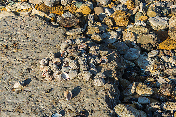 포토 JPG 해외이미지 계절 모래 파도 바다 자연 조류 풍경 사람없음 물 파란색 태양 마을 껍질 가을 시골 만 고독 만족 홍합 석호 우크라이나 화창 해외202004 해외포토 자연요소 동물 감정 유럽 컬러 날씨 어패류 생태계 파일형식 이미지허브