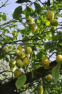 포토 JPG 해외이미지 나무 식물 꽃 음료 음식 잎 농업 오렌지 과일 재료 자연 귤 매달리기 건강 사람없음 초록색 물 여름 농작물 태양 농장 노란색 주스 젖음 성장 나뭇가지 신선 닫기 달콤 떨어짐 다발 먹기 레몬 레모네이드 유기농 C 내추럴 밭일 숙성 세련 해외202004 해외포토 자연요소 웰빙 알파벳 계절 산업 컬러 컨셉 모션 맛 생태계 에이드 파일형식 이미지허브