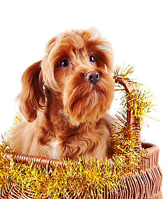 포토 JPG 해외이미지 동물 척추동물 행복 새끼 포유류 털 사람없음 반려동물 갈색 머리 우정 개 강아지 보호 작음 모피 테리어 호기심 푸들 사냥개 솜털 송곳니 기르기 신앙심 유래 천진난만 해외202004 해외포토 감정 컬러 컨셉 신체부위 친구 치아 크기 돌봄 파일형식 이미지허브