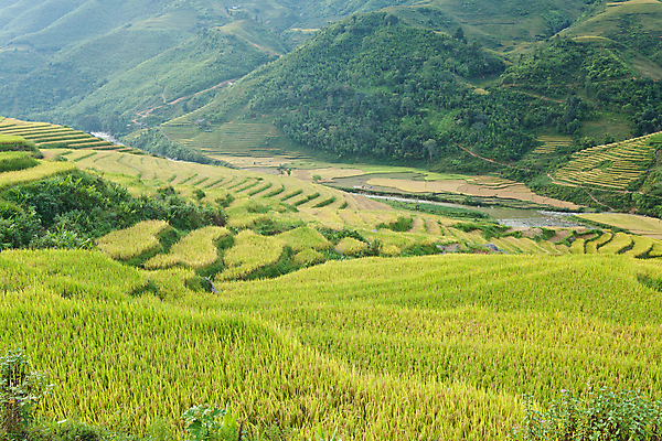 포토 JPG 해외이미지 식물 아시아 지구 음식 잎 패턴 밭 농업 곡선 자연 밥 산 풍경 경사 사람없음 야외 빨간색 초록색 물 농가 농장 환경 계곡 경작 흙 시골 거친 땅 부식 준비 원예 베트남 지역 시스템 경영 규정 땅바닥 생태학 제어 해외202004 해외포토 자연요소 교육 나라 산업 선 컬러 무늬 비즈니스 바닥 취미 농사 동남아시아 생태계 파일형식 이미지허브
