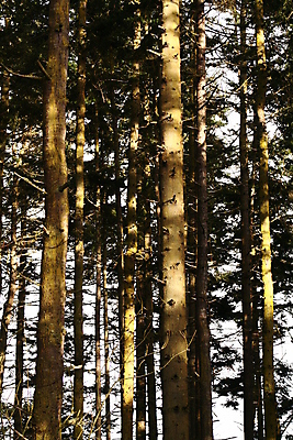 포토 JPG 해외이미지 나무 사람없음 숲 큼 태평양 상록수 침엽수 직진 가문비나무 해외202004 해외포토 식물 바다 크기 파일형식 이미지허브