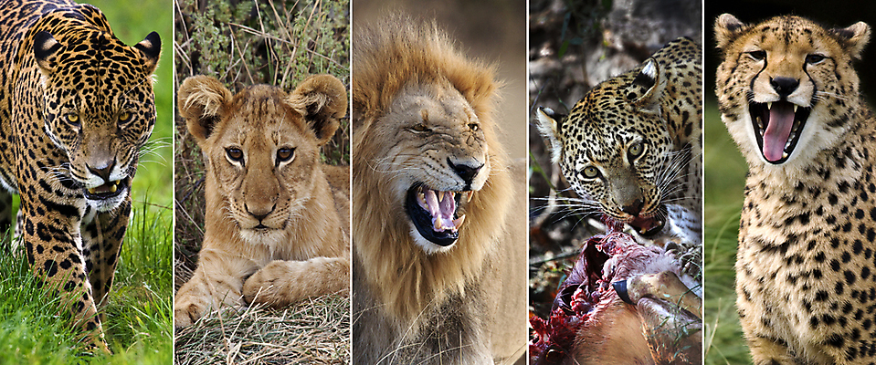 포토 JPG 해외이미지 동물 남자 야생동물 새끼 아프리카 자연 사람없음 고양이 치아 사자 육식동물 사냥꾼 육식 치타 표범 재규어 해외202004 해외포토 직업 나라 포유류 사람 반려동물 소화기관 생태계 파일형식 이미지허브