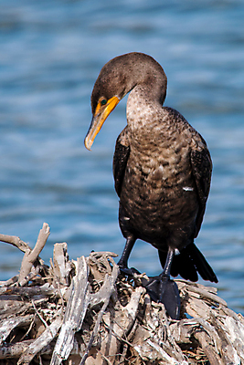 포토 JPG 해외이미지 나무 동물 호수 야생동물 파도 바다 자연 조류 풍경 사람없음 초록색 여름 노란색 환경 맑음 황무지 닫기 습지 큼 깃털 부리 에메랄드 캘리포니아 태평양 석호 로스앤젤레스 고립 더블 해외202004 해외포토 식물 계절 컬러 모션 날씨 미국 크기 보석 생태계 파일형식 이미지허브