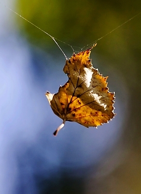 포토 JPG 해외이미지 나무 식물 계절 공원 야생동물 백그라운드 잎 오렌지 일러스트 자연 매달리기 사람없음 야외 목재 초록색 빛 컬러풀 갈색 노란색 환경 웹 가을 나뭇가지 황금 숲 묘사 거미 10월 내추럴 옛날 해외202004 해외포토 동물 공공시설 컬러 곤충 인터넷 과일 재료 모션 날짜 생태계 파일형식 이미지허브