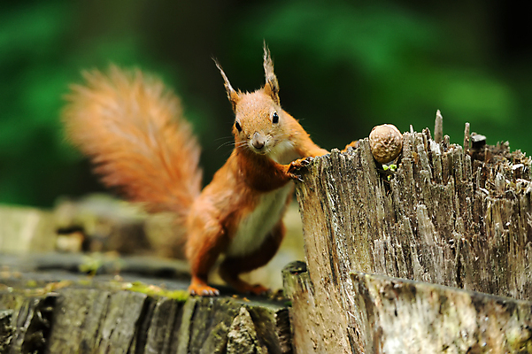 포토 JPG 해외이미지 나무 동물 1 응시 공원 야생동물 백그라운드 포유류 자연 벽지 생물 수염 털 사람없음 야외 목재 빨간색 초록색 여름 갈색 견과류 나뭇가지 소나무 닫기 설치류 숲 작음 모피 먹기 호기심 꼬리 다람쥐 솜털 서식지 내추럴 해외202004 해외포토 식물 시선 계절 공공시설 감정 컬러 컨셉 재료 모션 크기 생태계 파일형식 이미지허브