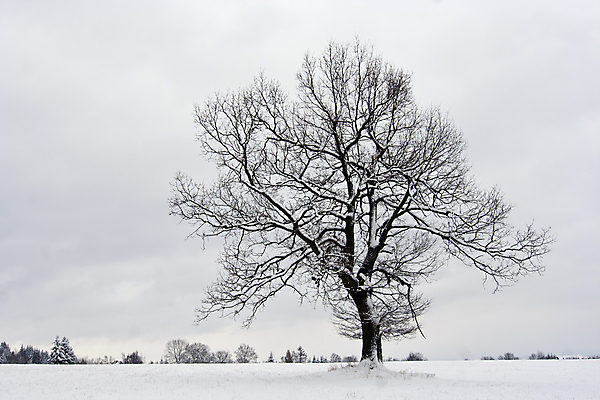 포토 JPG 해외이미지 주간 나무 겨울 자연 사람없음 야외 설원 흐림 겨울풍경 해외202004 해외포토 자연요소 식물 계절 날씨 눈_날씨 풍경 생태계 파일형식 이미지허브
