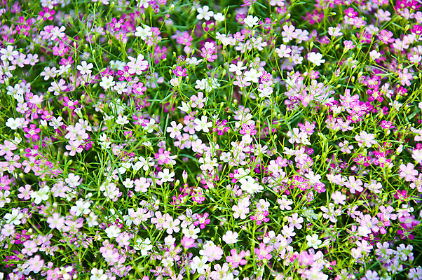 포토 JPG 해외이미지 식물 라이프스타일 백그라운드 잎 꽃무늬 자연 날씨 추상 사람없음 야외 초록색 여름 환경 봄 활발 신선 보호 소프트포커스 유기농 질감 보케 내추럴 블러 생태학 해외202004 해외포토 웰빙 계절 교육 꽃 컬러 컨셉 무늬 촬영기법 생활 생태계 파일형식 이미지허브