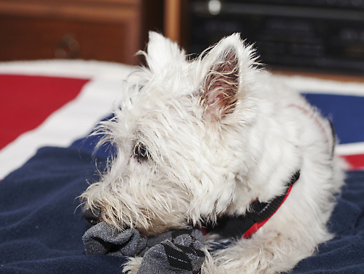 포토 JPG 해외이미지 동물 백그라운드 포유류 사람없음 초록색 반려동물 머리 흰색 개 강아지 작음 테리어 혀 산악지대 기르기 서쪽 해외202004 해외포토 컬러 산 신체부위 입 크기 방향 돌봄 파일형식 이미지허브