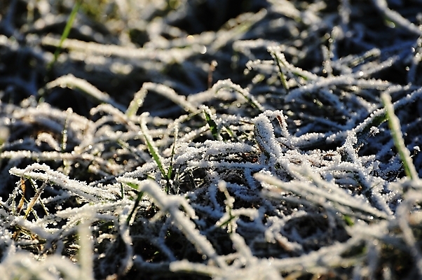 포토 JPG 해외이미지 식물 계절 백그라운드 잎 겨울 자연 아침 날씨 사람없음 야외 초록색 물 정원 냉동 얼음 추위 가을 흰색 시골 신선 닫기 시원함 묘사 서리 내추럴 반투명 해외202004 해외포토 주간 자연요소 컬러 모션 생태계 파일형식 이미지허브