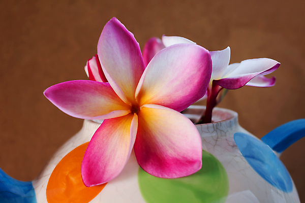 포토 JPG 해외이미지 꽃 행복 분홍색 백그라운드 컨셉 패턴 아침 발렌타인데이 사랑 사람없음 빛 컬러풀 귀여움 차 냄비 해외202004 해외포토 주간 식물 감정 음료 컬러 무늬 데이이벤트 솥 파일형식 이미지허브