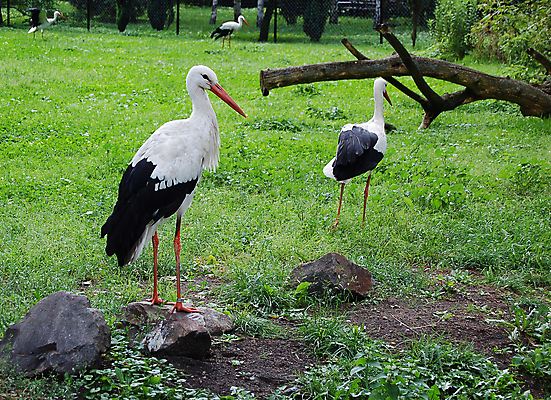 포토 JPG 해외이미지 동물 공원 야생동물 날개 자연 조류 병아리 서기 사람없음 빨간색 초록색 여름 농장 갈색 머리 검은색 봄 젖음 흰색 둥지 깃털 부리 목 폴란드 혼자 황새 해외202004 해외포토 계절 공공시설 유럽 컬러 농업 모션 신체부위 생태계 파일형식 이미지허브