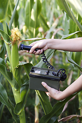 포토 JPG 해외이미지 식물 손 음식 잎 밭 자연 관리 옥수수 안전 사람없음 야외 초록색 농작물 농장 환경 수확 성장 시골 잡기 환경오염 보호 위험 분석 측정 감시 원자력 방사능 방사선 밭일 생태학 해외202004 해외포토 교육 컬러 컨셉 농업 모션 곡류 신체부위 에너지 생태계 파일형식 이미지허브