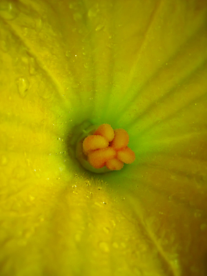 포토 JPG 해외이미지 나무 식물 공원 꽃 호수 백그라운드 자연 하늘 호박 낚시 산 풍경 사람없음 야외 초록색 물 여름 파란색 강 태양 반사 노란색 일출 환경 일몰 봄 숲 장면 내추럴 해외202004 해외포토 자연요소 계절 공공시설 컬러 채소 레저 노을 생태계 파일형식 이미지허브