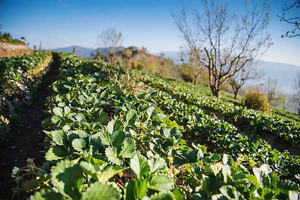 포토 JPG 해외이미지 식물 직업 1 남자 밭 농업 태국 자연 딸기 노동자 가면 사람 사람없음 농장 정원 장비 성장 공구 시골 잡기 업무 보호 농부 플라스틱 과수원 뿌리기 물주기 원예 스프레이 분무기 돌봄 원예사 해외202004 해외포토 산업 아시아 컨셉 과일 모션 재질 취미 도구 작업 생태계 파일형식 이미지허브
