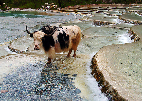 포토 JPG 해외이미지 나무 호수 벽 여행 밭 주택 풍경 사람없음 빨간색 물 강 농장 여행객 마을 중국 시골 등불 개울 땅 해외202004 해외포토 자연요소 식물 아시아 컬러 농업 조명 사람 건물 파일형식 이미지허브