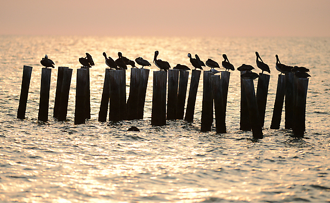 포토 JPG 해외이미지 야생동물 모래 바다 자연 조류 사람없음 물 일출 맑음 일몰 해외202004 해외포토 자연요소 동물 날씨 노을 생태계 파일형식 이미지허브
