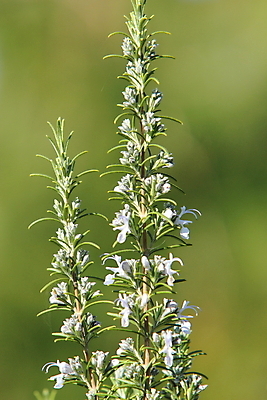 포토 JPG 해외이미지 식물 꽃 잎 재료 자연 요리 사람없음 정원 맛 허브 냄새 향료 로즈메리 해외202004 해외포토 컨셉 생태계 향기 파일형식 이미지허브