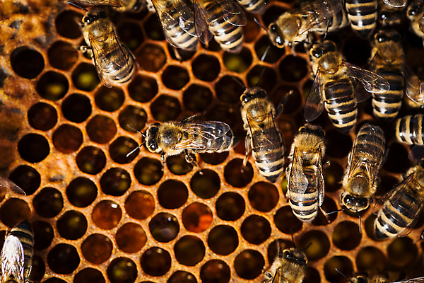 포토 JPG 해외이미지 직업 곤충 농업 노동자 프레임 함께함 취미 사람없음 농작물 숫자 농장 정원 작업 황금 달콤 둥지 꿀벌 농부 수분 땅 벌 묘사 유기농 꽃가루 노력 꿀 여왕 벌집 밀랍 식민지 양봉 양봉장 왁스 많음 해외202004 해외포토 동물 문자 웰빙 산업 컨셉 맛 벌_곤충 가루 파일형식 이미지허브