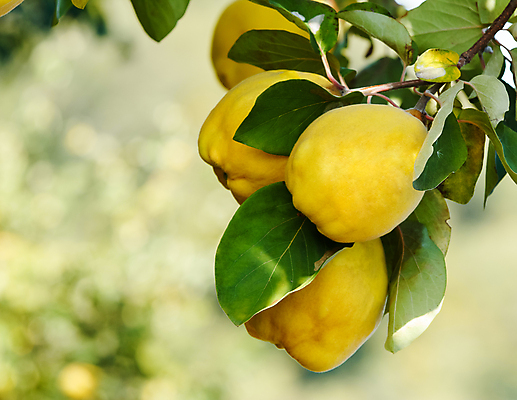 포토 JPG 해외이미지 나무 식물 라이프스타일 계절 꽃 음식 잎 밭 농업 다이어트 과일 자연 건강 요리 사람없음 야외 초록색 노란색 환경 정원 수확 가을 나뭇가지 신선 황금 맛 상품 과수원 먹기 유기농 날것 내추럴 숙성 식용 채식주의자 해외202004 해외포토 웰빙 산업 컬러 컨셉 모션 생활 생태계 채식 파일형식 이미지허브