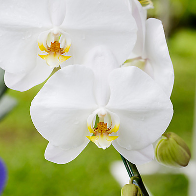 포토 JPG 해외이미지 스튜디오촬영 식물 꽃잎 줄기 사람없음 세로 컬러풀 한개 난초 우아함 흰배경 고립 해외202004 해외포토 1 꽃 컬러 백그라운드 컨셉 실내 흰색 파일형식 이미지허브