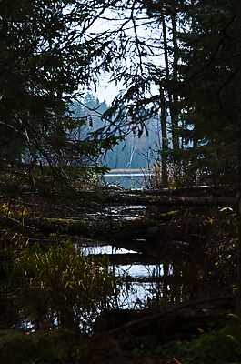 포토 JPG 해외이미지 나무 호수 여행 잎 자연 풍경 사람없음 초록색 물 가을 소나무 숲 러시아 해외202004 해외포토 자연요소 식물 계절 유럽 컬러 생태계 파일형식 이미지허브