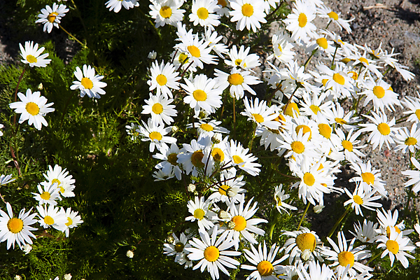 포토 JPG 해외이미지 꽃 주택 사람없음 땅바닥 해외202004 해외포토 식물 바닥 건물 파일형식 이미지허브