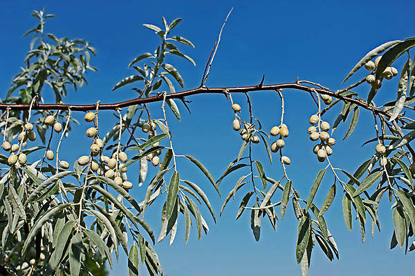 포토 JPG 해외이미지 나무 식물 계절 백그라운드 잎 꽃무늬 과일 자연 하늘 사람없음 야외 초록색 파란색 햇빛 갈색 평화 맑음 성장 나뭇가지 시골 그룹 맛 상품 작음 만족 올리브 남쪽 내추럴 방법 해외202004 해외포토 열매 꽃 감정 컬러 컨셉 무늬 날씨 태양 크기 방향 생태계 파일형식 이미지허브