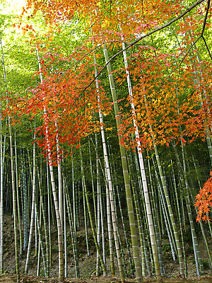 포토 JPG 해외이미지 나무 식물 전통 계절 공원 아시아 선 여행 백그라운드 단풍 잎 오렌지 자연 휴식 동양인 풍경 사람없음 야외 목재 빨간색 초록색 컬러풀 햇빛 노란색 평화 정원 일본 성장 가을 재산 숲 대나무 각도 장면 진홍색 동쪽 내추럴 교토 해외202004 해외포토 공공시설 나라 컬러 컨셉 과일 재료 인종 금융 태양 방향 생태계 파일형식 이미지허브