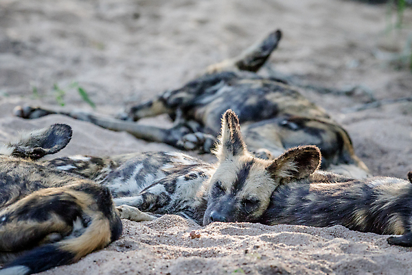 포토 JPG 해외이미지 동물 공원 야생동물 포유류 아프리카 자연 종류 사람없음 세계 환경 게임 그리기 황무지 재산 개 보호 위험 사파리 육식동물 팩 사냥꾼 멸종 늑대 남쪽 송곳니 내추럴 남아프리카 전국 해외202004 해외포토 직업 공공시설 나라 컨셉 모션 놀이 금융 화장품 치아 방향 생태계 파일형식 이미지허브