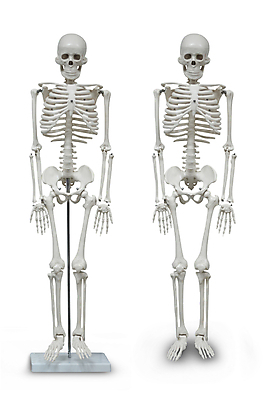 포토 JPG 해외이미지 모델 손 교육 남자 과학 포즈 컨셉 신체 일러스트 해부 뼈 골격 건강 사람 사람없음 내부 약 고통 의사 흰색 엉덩이 척추 관절염 생물학 몸통 테라피 바비큐립 고립 궤 요통 해골모형 해외202004 해외일러스트 감정 컬러 의학 신체부위 뷰티 모형 의료진 질병 바비큐 허리통증 파일형식 이미지허브