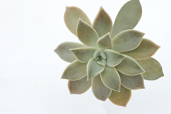 포토 JPG 해외이미지 식물 백그라운드 잎 사람없음 장식 정원 회색 흰색 고립 해외202004 해외포토 컬러 파일형식 이미지허브