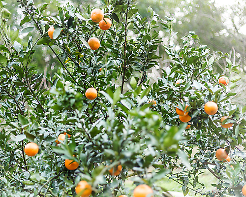 포토 JPG 해외이미지 나무 식물 백인 계절 행복 어린이 음식 농업 오렌지 과일 자연 귤 건강 미소 사람 사람없음 초록색 농작물 농장 정원 보라색 중국 수확 가을 신선 과수원 수집 대만 먹기 유기농 다인종 혼혈 해외202004 해외포토 서양인 웰빙 감정 산업 아시아 컬러 모션 표정 인종 생태계 다문화 파일형식 이미지허브