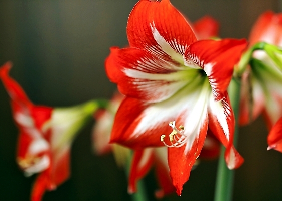 포토 JPG 해외이미지 식물 계절 꽃잎 꽃 행복 화초 줄기 꽃무늬 자연 부활절 사람없음 장식 빨간색 머리 봄 활발 축하 신선 유기농 내추럴 강렬 세련 해외202004 해외포토 웰빙 기념일 감정 컬러 컨셉 무늬 신체부위 생태계 파일형식 이미지허브