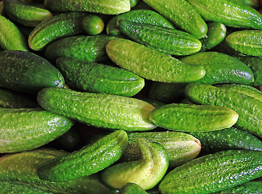 포토 JPG 해외이미지 음식 백그라운드 농업 채소 재료 자연 추상 오이 건강 3 씨앗 사람없음 초록색 농작물 주방 샐러드 젖음 추위 신선 시원함 먹기 오브젝트 무역 상업 날것 온실 채식주의자 해외202004 해외포토 식물 산업 컬러 무늬 모션 생태계 채식 파일형식 이미지허브