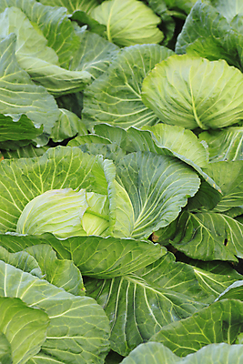 포토 JPG 해외이미지 식물 음식 백그라운드 잎 농업 다이어트 채소 재료 자연 건강 사람없음 초록색 신선 유기농 질감 양배추 채식주의자 해외202004 해외포토 웰빙 산업 컬러 생태계 채식 파일형식 이미지허브