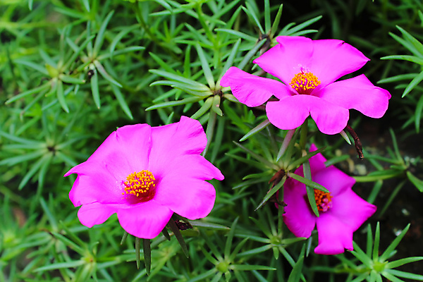 포토 JPG 해외이미지 식물 계절 꽃잎 꽃 분홍색 백그라운드 꽃무늬 자연 선물 사람없음 빨간색 여름 머리 보라색 봄 활발 벚꽃 흰색 신선 달리아 묘사 오브젝트 싱글 데이지 거베라 고립 엘리먼트 해외202004 해외포토 컬러 컨셉 무늬 신체부위 생태계 파일형식 이미지허브