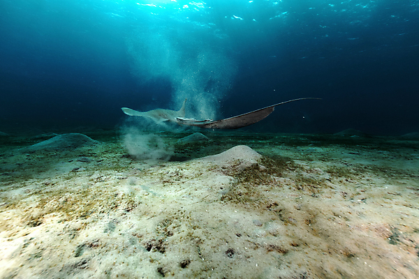 포토 JPG 해외이미지 식물 동물 모래 바다 백그라운드 자연 표면 어류 풍경 사람없음 물 파란색 컬러풀 햇빛 태양 바닷속 수중 광선 산호 아래 다이빙 장면 암초 깊이 소금물 이국적 침몰 파라다이스 해외202004 해외포토 자연요소 컬러 수영 수중동물 자포동물 방향 생태계 위치 수중스포츠 파일형식 이미지허브