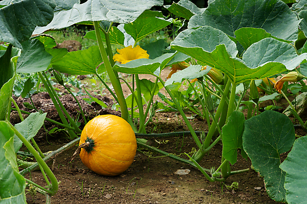 포토 JPG 해외이미지 식물 계절 음식 밭 농업 채소 과일 자연 호박 사람없음 야외 농장 정원 수확 가을 침대 건강식 내추럴 밭일 슈퍼푸드 해외202004 해외포토 산업 가구 생태계 건강식품 파일형식 이미지허브