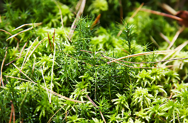 포토 JPG 해외이미지 식물 계절 잎 자연 표면 생물 이끼 사람없음 야외 빛 성장 가을 시골 신선 떨어짐 숲 이슬 작음 그늘 오브젝트 내추럴 세련 해외202004 해외포토 컨셉 크기 생태계 파일형식 이미지허브