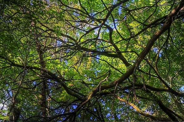 포토 JPG 해외이미지 나무 식물 잎 추상 사람없음 야외 초록색 여름 환경 봄 성장 나뭇가지 신선 숲 유기농 내추럴 해외202004 해외포토 웰빙 계절 컬러 무늬 파일형식 이미지허브