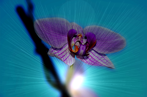 포토 JPG 해외이미지 식물 디자인 꽃 줄기 분홍색 꽃다발 백그라운드 꽃무늬 일러스트 자연 추상 건강 미술 사람없음 장식 초록색 노란색 정원 보라색 스파 봄 벚꽃 흰색 나뭇가지 신선 난초 우아함 내추럴 고립 이국적 해외202004 해외일러스트 나무 계절 컬러 컨셉 무늬 문화예술 생태계 파일형식 이미지허브